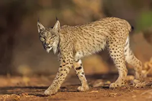 Espagne: IBERIAN LYNX