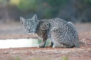 Jeune: IBERIAN LYNX