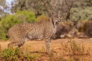 Espagne: IBERIAN LYNX