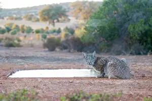 Jeune: IBERIAN LYNX