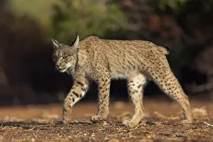 Espagne: IBERIAN LYNX