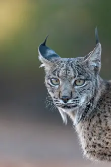 Espagne: IBERIAN LYNX