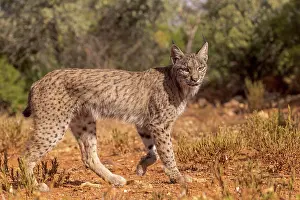 Espagne: IBERIAN LYNX