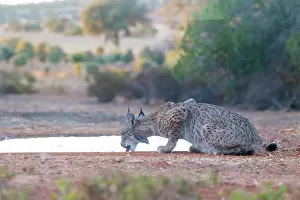 Jeune: IBERIAN LYNX