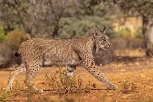 Espagne: IBERIAN LYNX