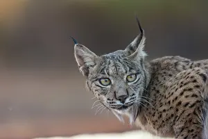 Espagne: IBERIAN LYNX
