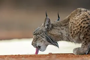 Espagne: IBERIAN LYNX