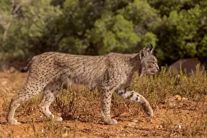 Espagne: IBERIAN LYNX