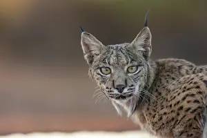 Espagne: IBERIAN LYNX