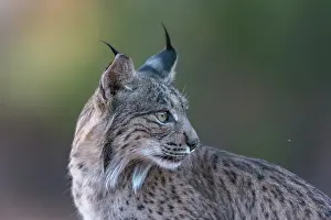 Espagne: IBERIAN LYNX