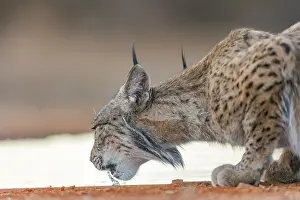 Espagne: IBERIAN LYNX