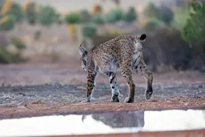 Espagne: IBERIAN LYNX