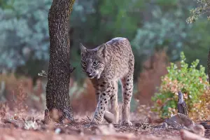 Espagne: IBERIAN LYNX