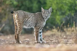 Espagne: IBERIAN LYNX
