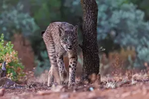 Espagne: IBERIAN LYNX