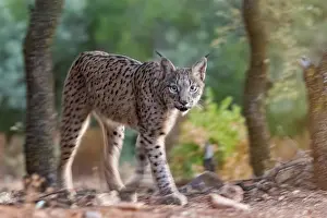 Espagne: IBERIAN LYNX