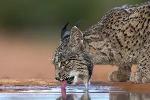 Espagne: IBERIAN LYNX