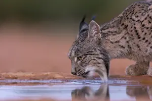 Espagne: IBERIAN LYNX