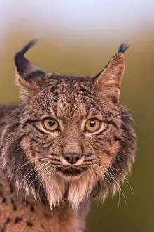 Espagne: IBERIAN LYNX