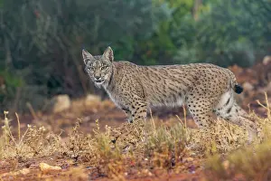 Espagne: IBERIAN LYNX