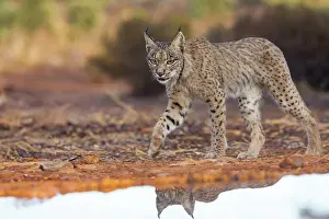 Espagne: IBERIAN LYNX