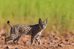 Espagne: IBERIAN LYNX