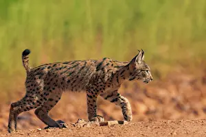 Espagne: IBERIAN LYNX