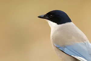 150518: Iberian Magpie - portrait - Castile and Leon, Spain