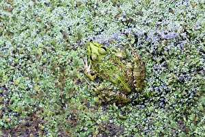 Pondweed: Iberian Marsh Frog - amongst pond weed