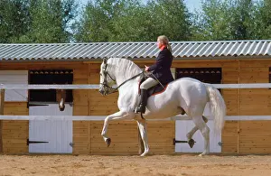 Dressage: Iberian Peninsular Horse - dressage display