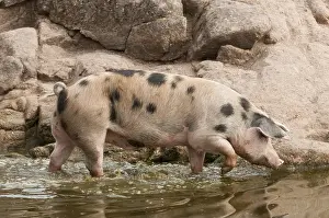 Zones: Iberian pigs in Jaen province Spain