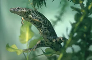 Salamandridae: Iberian Ribbed Newt