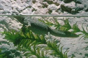 Salamandridae: Iberian Ribbed Newt