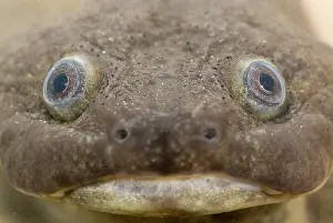 Lurch: Iberian Ribbed Newt