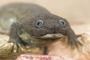 Lurch: Iberian Ribbed Newt