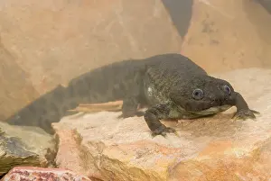 Lurch: Iberian Ribbed Newt