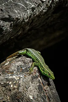 Iberian: Iberian Rock Lizard (Iberolacerta monticola) - sunbathing