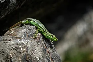 Iberian: Iberian Rock Lizard (Iberolacerta monticola) - sunbathing