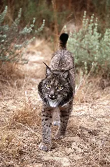 Iberian: Iberian / Spanish / Pardel Lynx