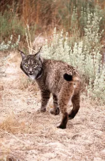 Iberian: Iberian / Spanish / Pardel Lynx