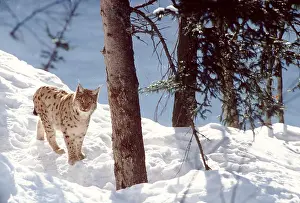 Spots: Iberian / Spanish / Pardel LYNX