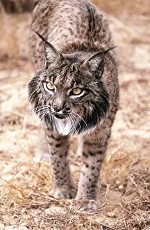 Iberian: Iberian / Spanish / Pardel Lynx - close-up