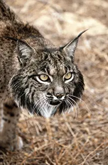 Staring: Iberian / Spanish / Pardel Lynx - close-up of head