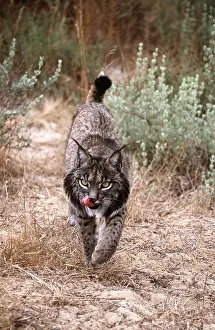 Iberian: Iberian / Spanish / Pardel Lynx - with tongue showing