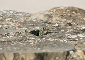 Hispanica: Iberian Wall Lizard - looking out of hole in rocks