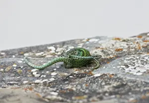 Hispanica: Iberian Wall Lizards mating