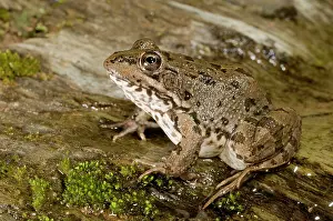 Perezi: Iberian Water Frog