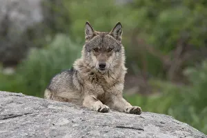 Iberian: Iberian Wolf (Canis lupus signatus) resting on rock