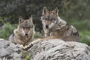 Iberian: Iberian Wolfs (Canis lupus signatus) resting on