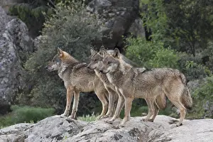Iberian: Three Iberian Wolfs (Canis lupus signatus) standing